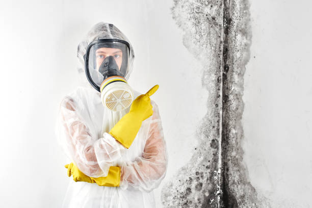 Best Mold Prevention Services  in Rogers City, MI