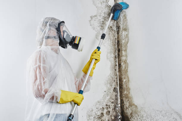 Best Industrial Mold Remediation  in Rogers City, MI